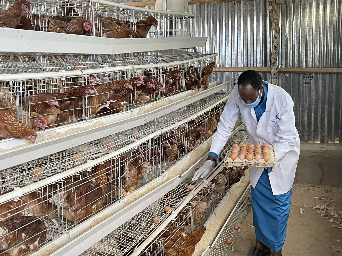ayidle's tweet photo. Do you believe this is from Danwadaag IDP camp in Dhobley? Do you believe this is @WFPSomalia funded project thru Food-Assistance for Asset creation?
Somali Advocacy Against Hunger (SAAH) started Poultry farm to help Vulnerable HHs have Improved Food Access
Thanks to @WFPSomalia https://t.co/BVIzeKBVnm