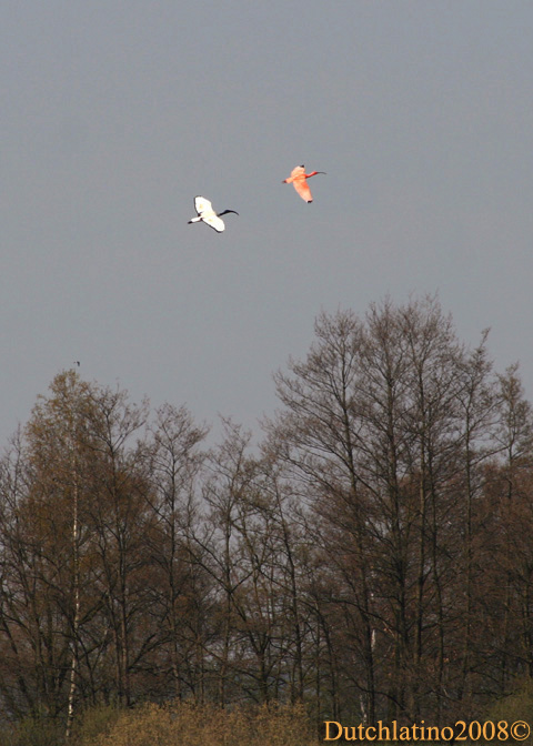Leenderbos2015's tweet photo. Sinds een paar dagen wordt er op diverse plaatsen in Nederland een Rode #Ibis gespot. In 2008 hadden wij deze luxe. Als kers op de taart werd hij zelfs vaak vergezeld door minimaal 12 exemplaren van de Heilige Ibis. Uiteraard was hij geringd. #RodeIbis (#EudocimusRuber) https://t.co/QcZh1mXlQO