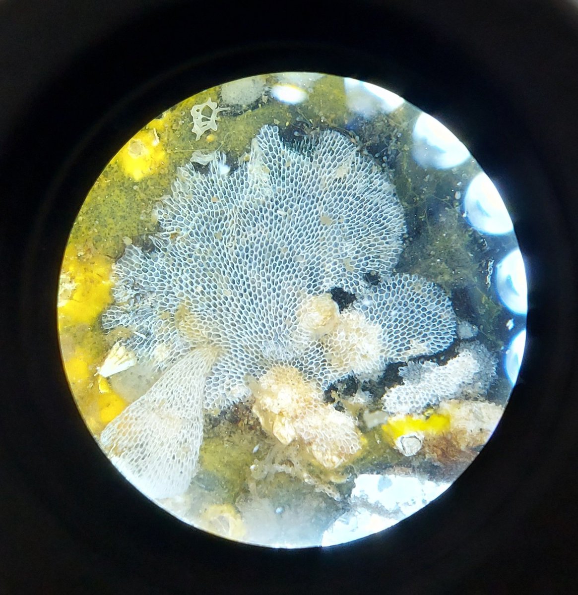 Flustra foliacea encrusting a mytilus shell. I never saw it doing this, but tbh is my first season around live bryozoans 😅
I wish I had someone here to consult with, but I'm the only person working on bryozoans on WSBS...