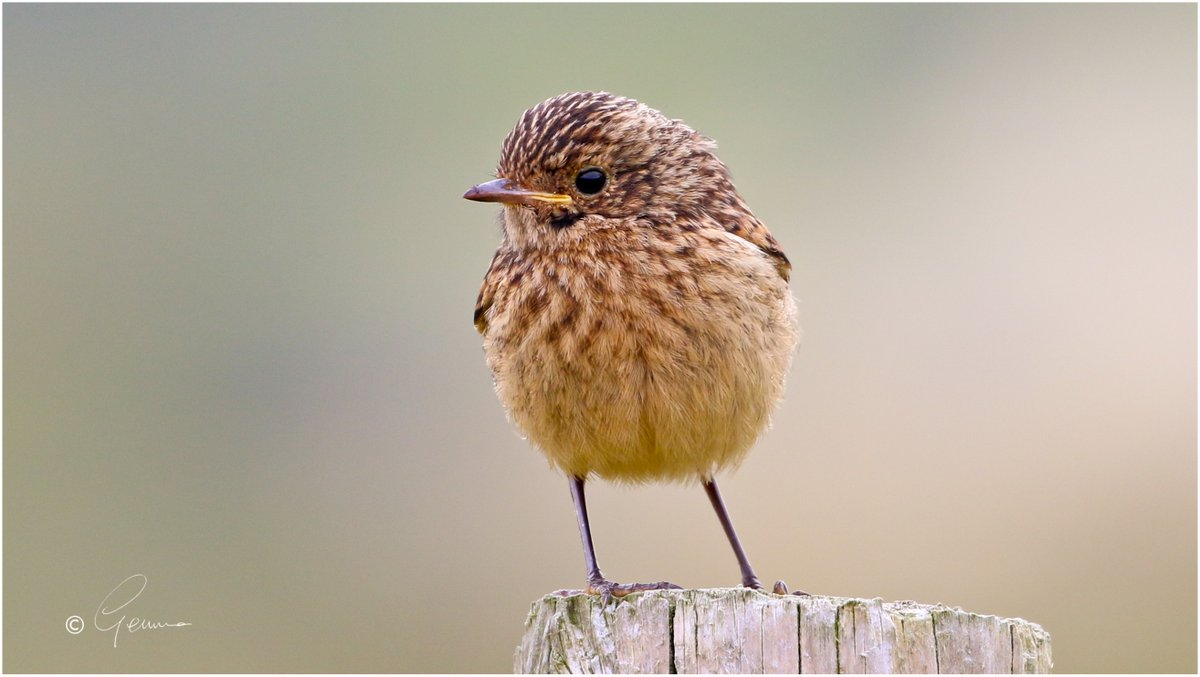 Stonechat chick, Dun Chaoin. 
#WestKerry