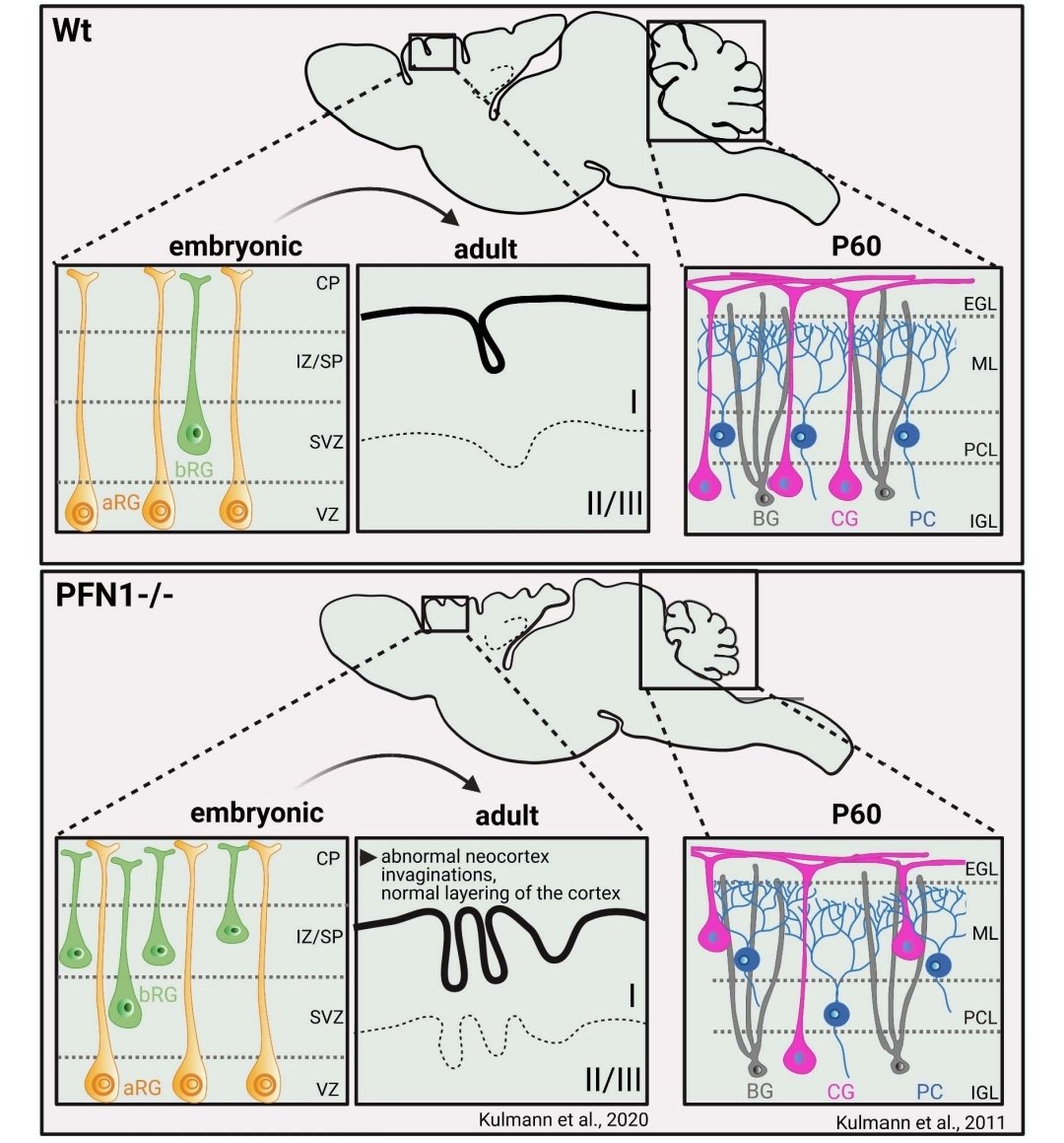 Our new review is out on #profilin in #HealthandDisease... very happy creating the figures with @BioRender ... have a read frontiersin.org/articles/10.33…