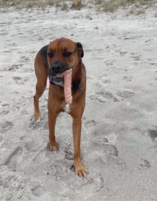 photo shows a dog carrying a large silicone dildo in its mouth whilst walking on the beach
