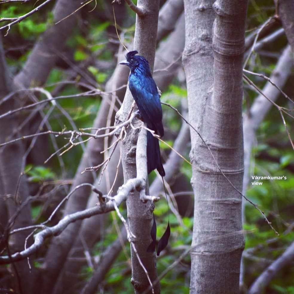 #துடுப்புவால்கரிச்சான்
#Rackettaileddrongo
#drvikramkumarsview
#birds