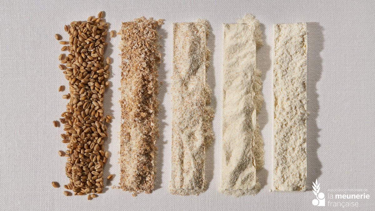 Les #grains de #blé 🌾 sont écrasés par des cylindres cannelés⚙ et les produits issues des différents broyages sont réduits successivement par des cylindres lisses
➡️ La #farine est obtenue après plusieurs étapes de tamisage réalisées tout au long du processus de #transformation