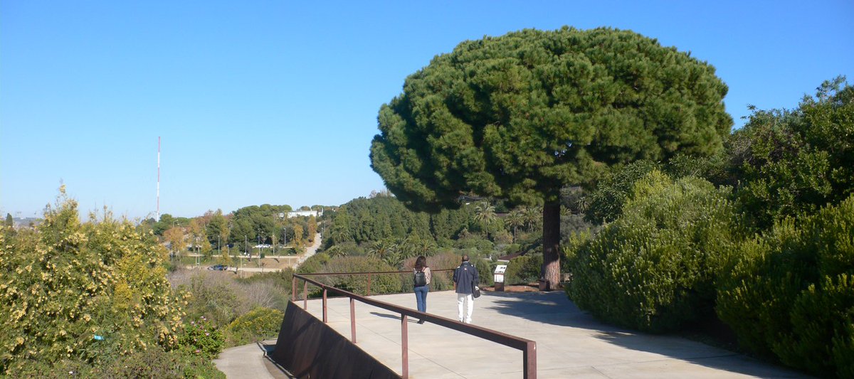 🌻 Aquest agost, endinsa't en el fascinant món de les #plantes al #JardíBotànic del <a href="/museuciencies/">MCNB</a>!

👉 Tallers, exposicions temporals, visites guiades, kit de recursos... Hi trobaràs activitats i materials per a tots els gustos i totes les edats!  

ow.ly/CuNc50FGfrA