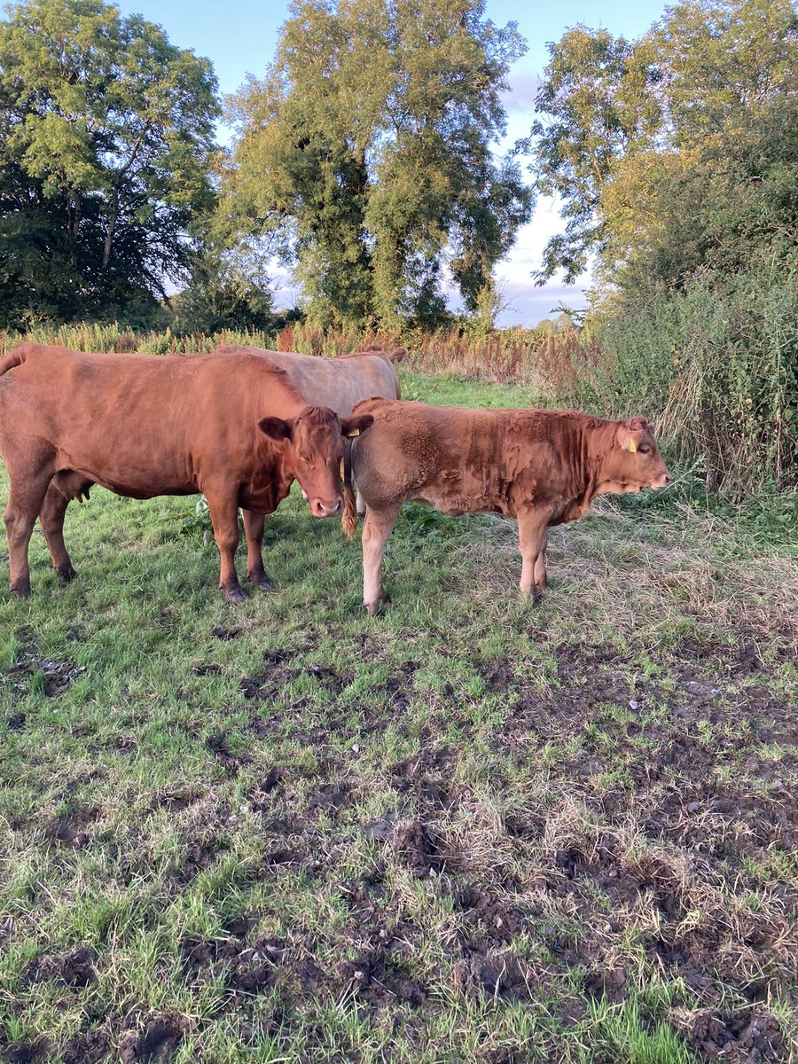 TomClancy2's tweet photo. Weaning time getting close!! https://t.co/UM2MT4gjyS