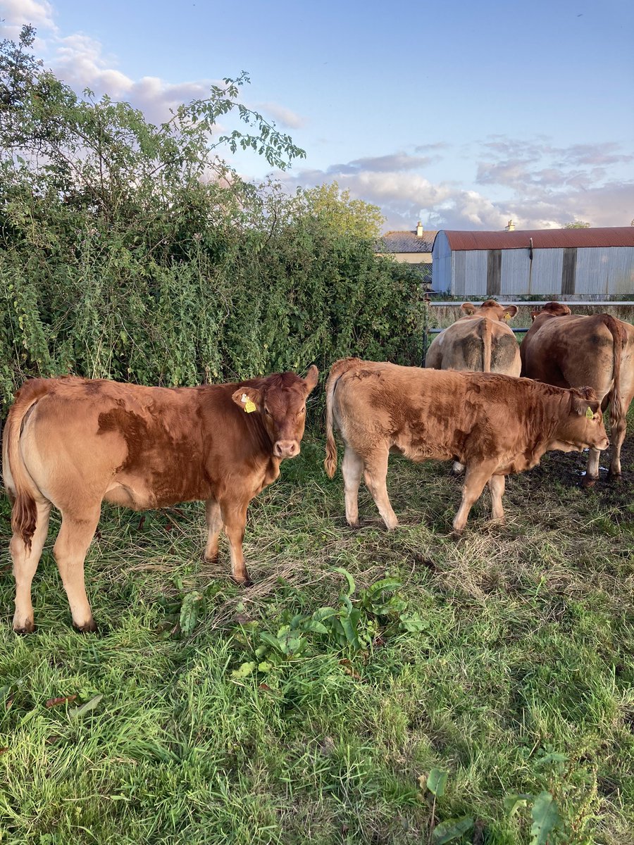 TomClancy2's tweet photo. Weaning time getting close!! https://t.co/UM2MT4gjyS