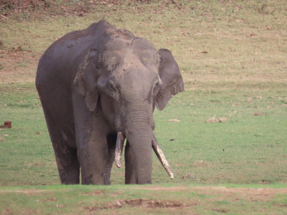 #WorldElephantDay #WorldElephantDay2021 One of my favourite animals !! 😊😍 #IndiAves
#ThePhotoHour #TwitterNatureCommunity #BBCWildlifePOTD #Mammals #natureinfocus #indian_wildlifes #NaturePhotography #PhotoOfTheDay #wildlifephotography #naturelovers #elephants #elephantday