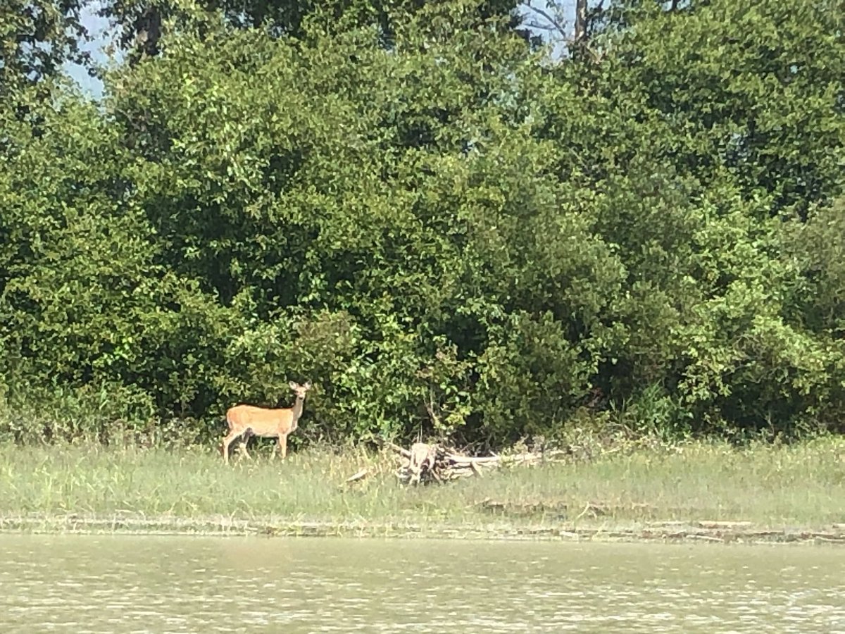 Was great to get out paddling on the Columbia River last few days. Testing out the restored wood paddle, should’ve probably stained the wood filler! Also cool to watch a black bear devouring red osier berries along the riverside (sorry no pics) #canadianrockies #whitetaildeer