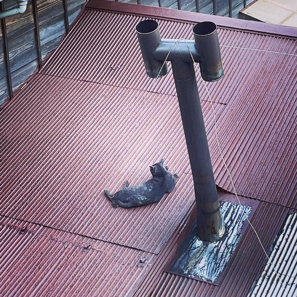 oyajipowers's tweet photo. 農家さんの屋根の上の猫🐈
#catontheroof
#famers #ontheroof #blueskyblue #smallmountain #農家さんの #屋根の上の猫 #まっつぁお #小さなお山 #リラックス #relaxing #ねむねむ https://t.co/MnB9WTJr90