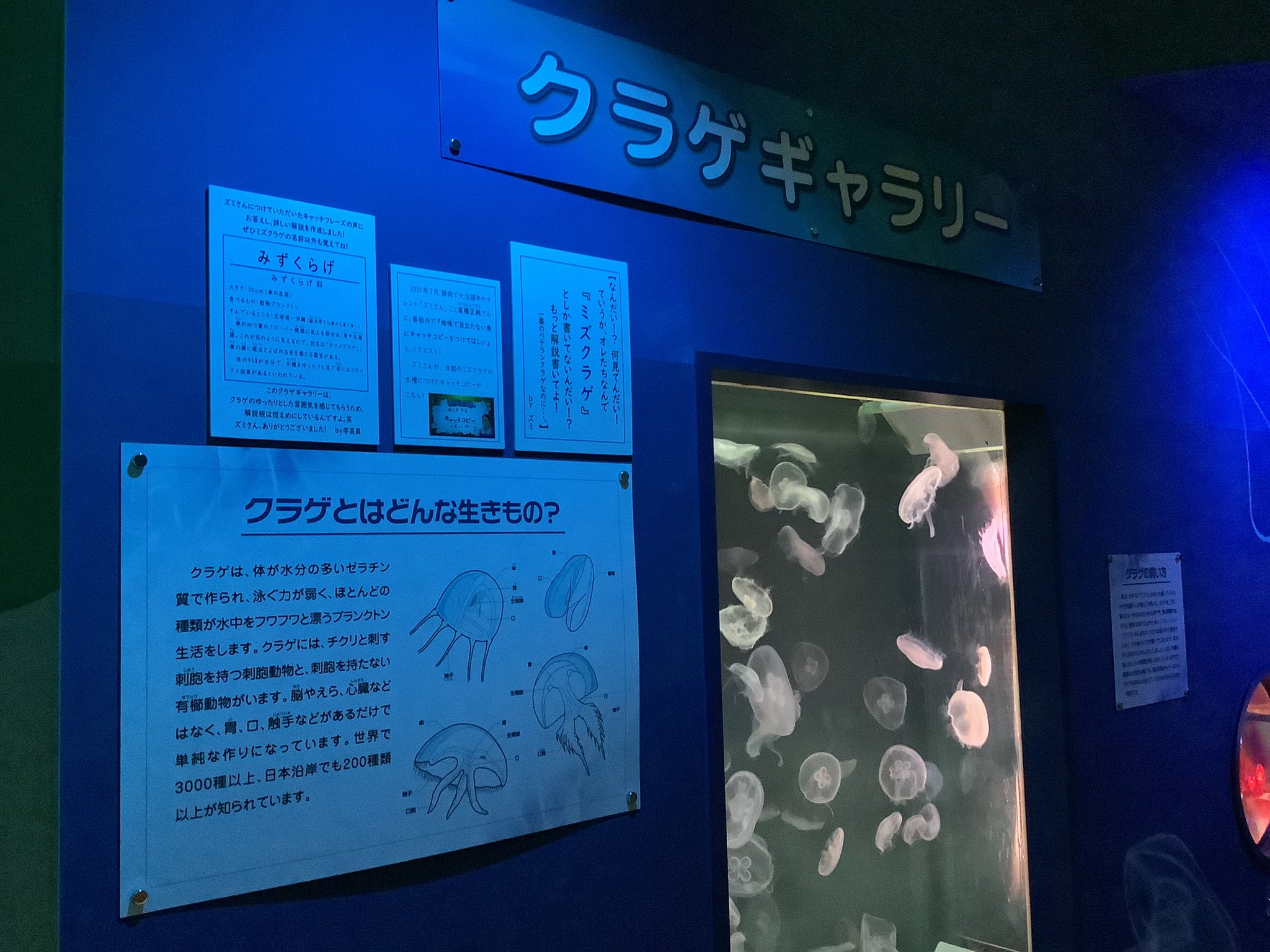 東海大学海洋科学博物館 自然史博物館 Muse Tokai Twitter