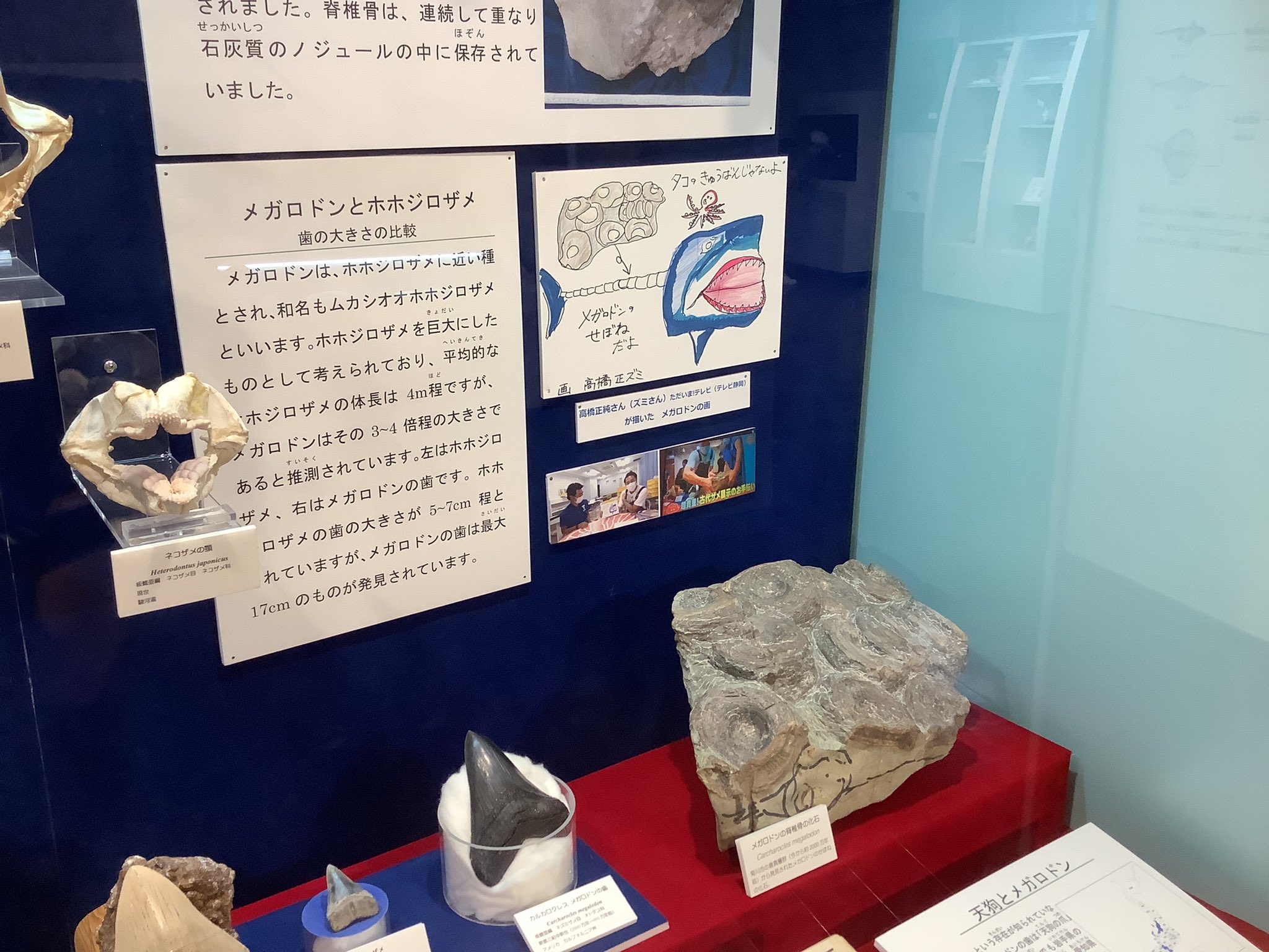 東海大学海洋科学博物館 自然史博物館 Muse Tokai Twitter