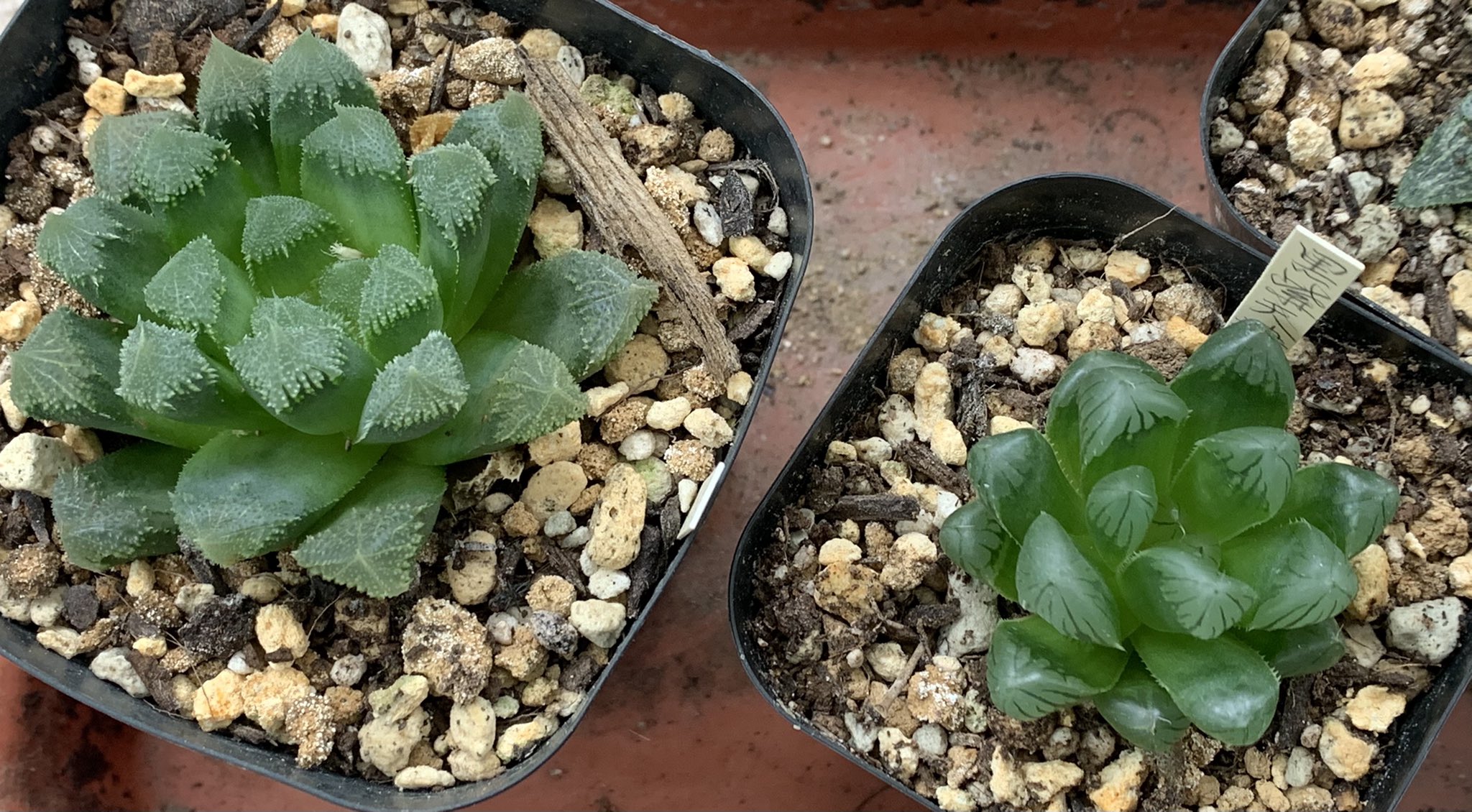 Mahiru ハオルチアグリーンジェム 徒長して形が崩れた悲しみ 光に翳した時の窓の白さが好き 黒紫天津玉露 徒長しながら成長中 そろそろ締める 氷の世界 同上 ただ成長がゆっくりめ オブツーサ系札落ち 同上 若葉の黄緑が綺麗 古都姫 花菱 まだ百