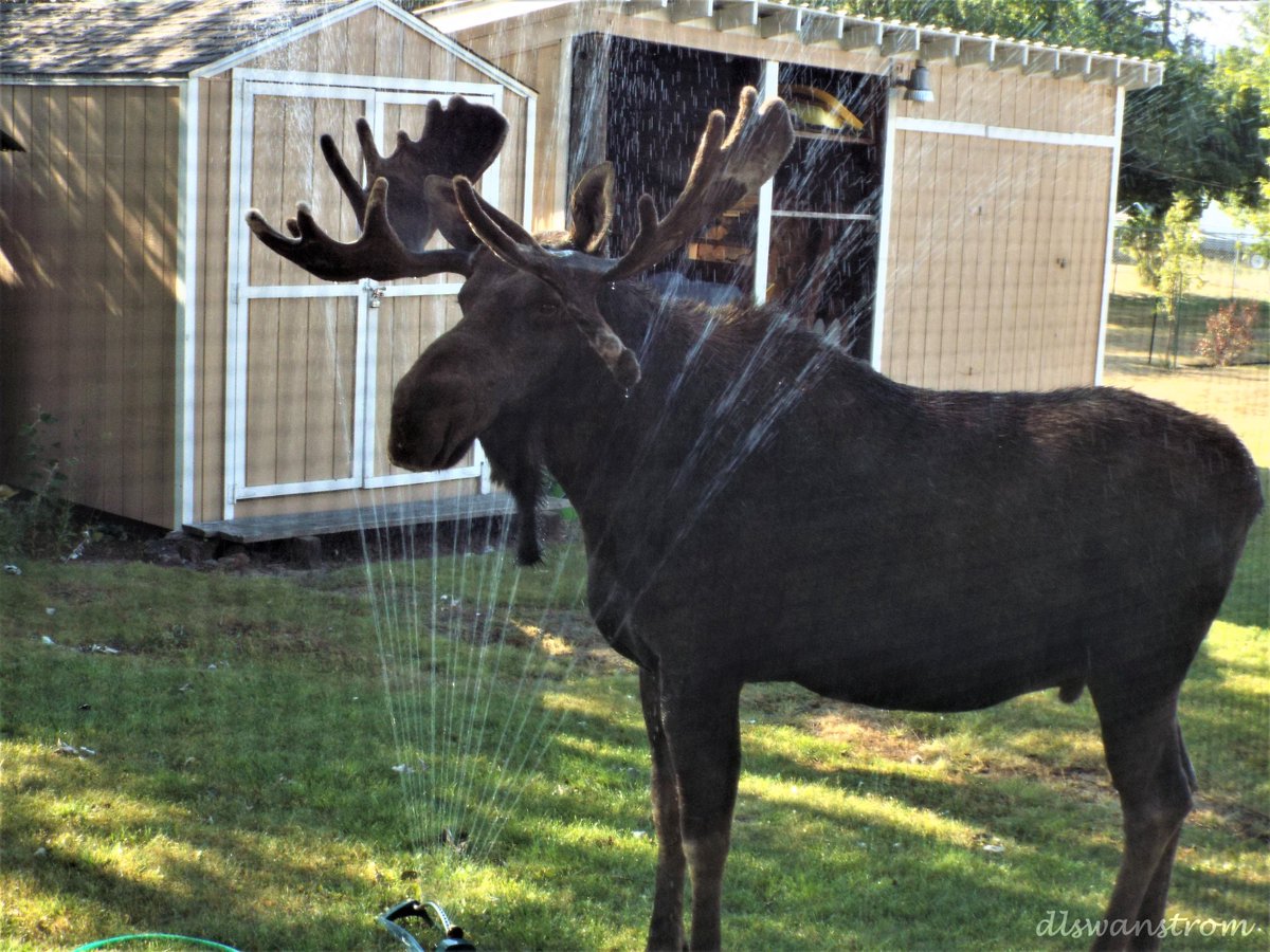 KrisCrockerKXLY's tweet image. There's an EXCESSIVE HEAT WARNING and a MOOSE IN YOUR SPRINKLER ADVISORY for the Inland Northwest. We've seen this more than a few times this hot, dry summer. Don Swanstrom shared this photo from his Kootenai, Idaho backyard. Don says this big bull showered for more than 30 min.
