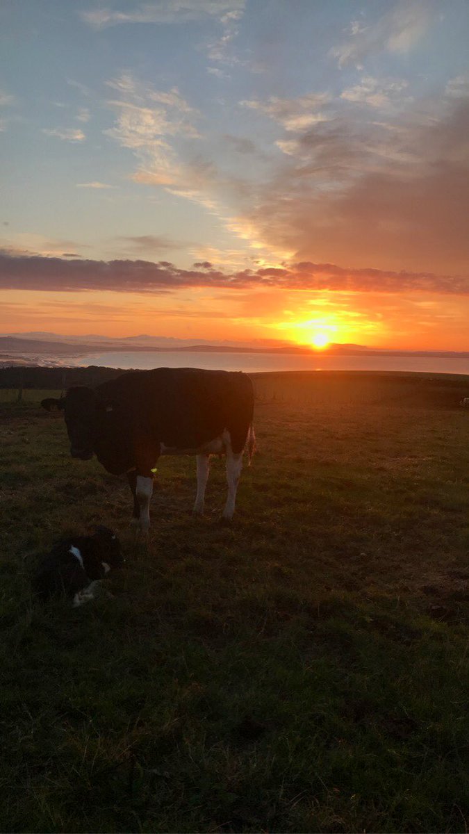Scott_Service3's tweet photo. Great spot to be calving heifers down this morning🌅🥛 #autumncalving https://t.co/hXY3pfqbm3