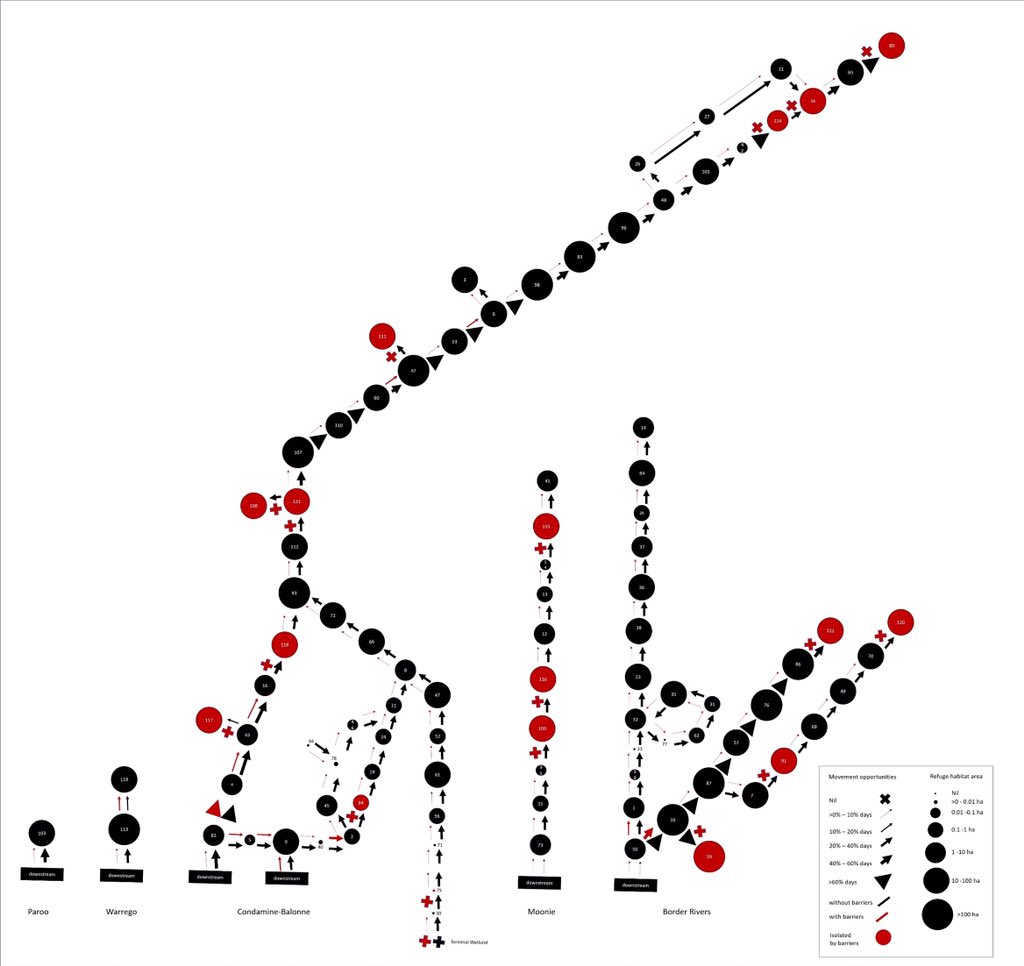 StupidistGit's tweet image. tinyurl.com/xrpusws While I’m very pleased our new paper is just out, the risks we identify to the viability of dryland river fishes from drought, climate change and barriers like weirs that limit recolonisation are not at all pleasing