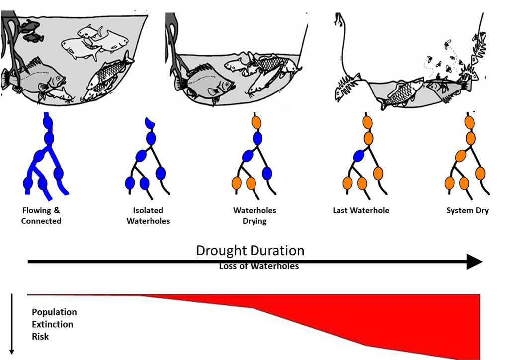 StupidistGit's tweet image. tinyurl.com/xrpusws While I’m very pleased our new paper is just out, the risks we identify to the viability of dryland river fishes from drought, climate change and barriers like weirs that limit recolonisation are not at all pleasing