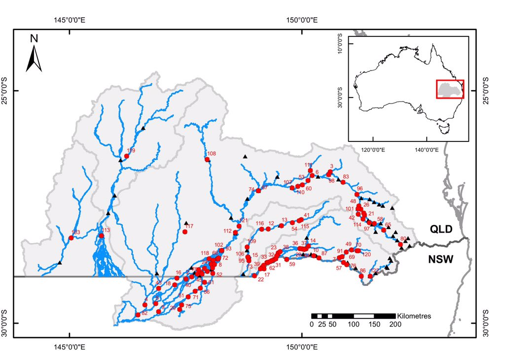 StupidistGit's tweet image. tinyurl.com/xrpusws While I’m very pleased our new paper is just out, the risks we identify to the viability of dryland river fishes from drought, climate change and barriers like weirs that limit recolonisation are not at all pleasing