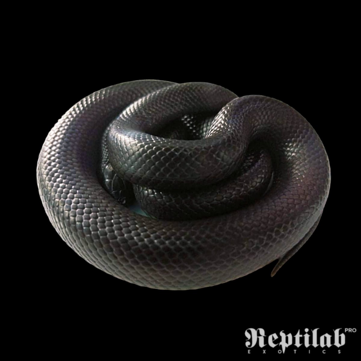 reptilabexotics's tweet photo. In Stock!

Mexican Black Kingsnakes are a great choice for beginners as they have simple dietary requirements and enjoy being handled. Many beginners keep this pet for more than their black appearance! https://t.co/AwcStI0fsn