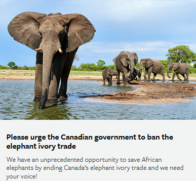 This #WorldElephantDay, urge the Canadian government to save African elephants by ending Canada’s elephant ivory trade! <a href="/HSIGlobal/">超级Z.Y.N 发明家 V2</a> <a href="/MaraElephant/">Mara Elephant Project</a> #HandsOffOurElephants✍️bit.ly/36MUklU
