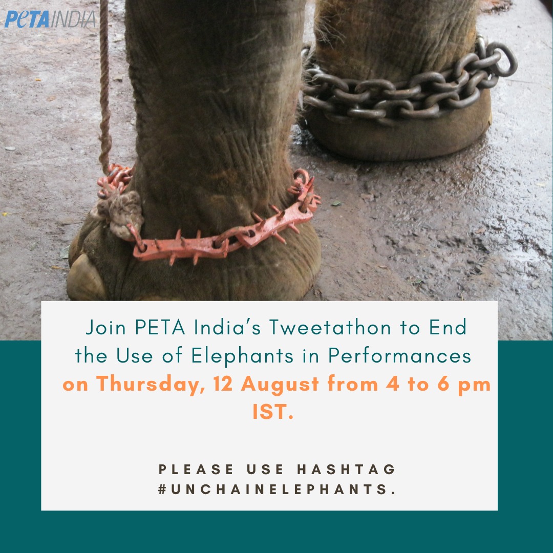 PETA India tweet media