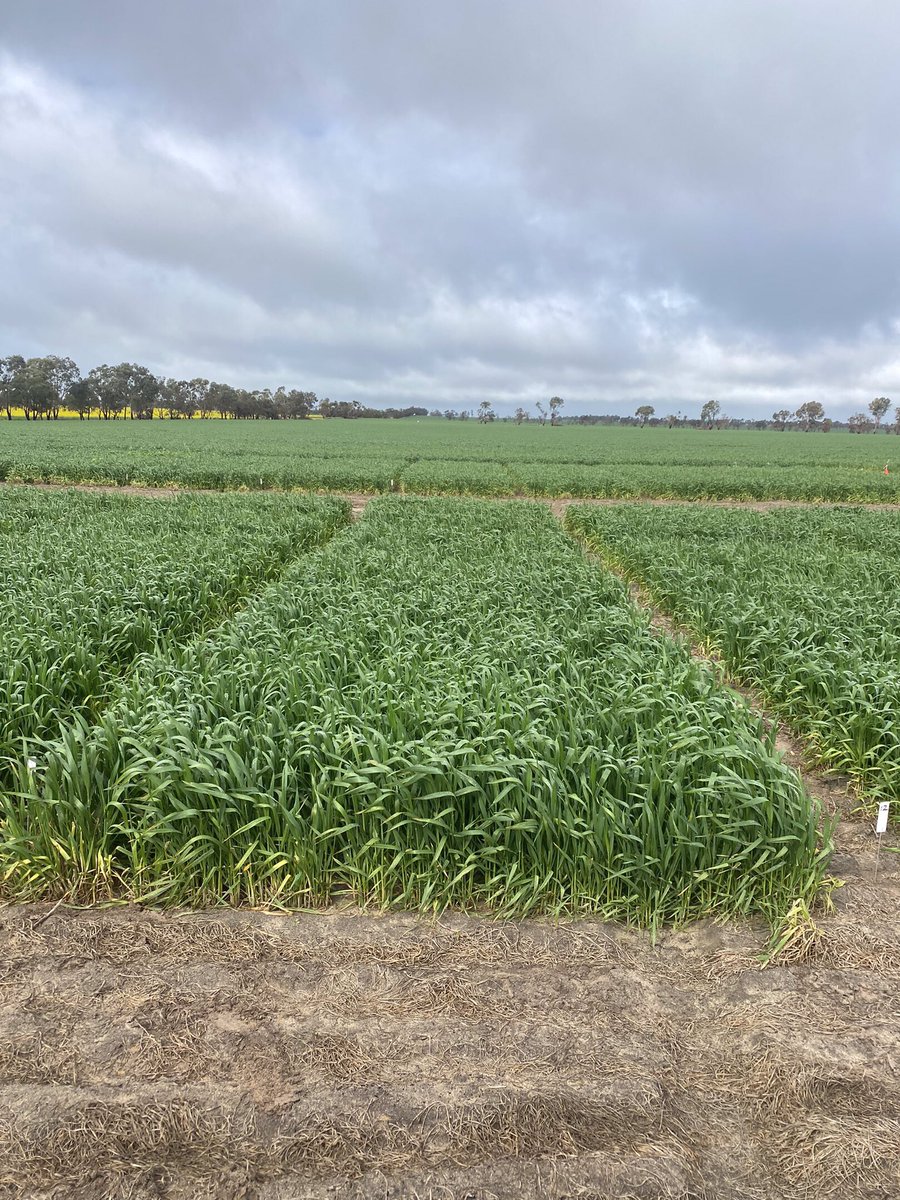 Nigel Routledge (@nigelroutledge) on Twitter photo Final assessments at our <a href="/IndependentRur1/">Independent Rural</a> Mateno Complete Casuarinas site before another shower of rain. Some really interesting results with both Mateno and comparative brews @DavidGrayAglink <a href="/Bayer4CropsAU/">Bayer AU ๐ฆ๐บ | Crop Science</a> <a href="/ty_gronow/">Ty Gronow</a> Final assessments at our <a href="/IndependentRur1/">Independent Rural</a> Mateno Complete Casuarinas site before another shower of rain. Some really interesting results with both Mateno and comparative brews @DavidGrayAglink <a href="/Bayer4CropsAU/">Bayer AU ๐ฆ๐บ | Crop Science</a> <a href="/ty_gronow/">Ty Gronow</a>