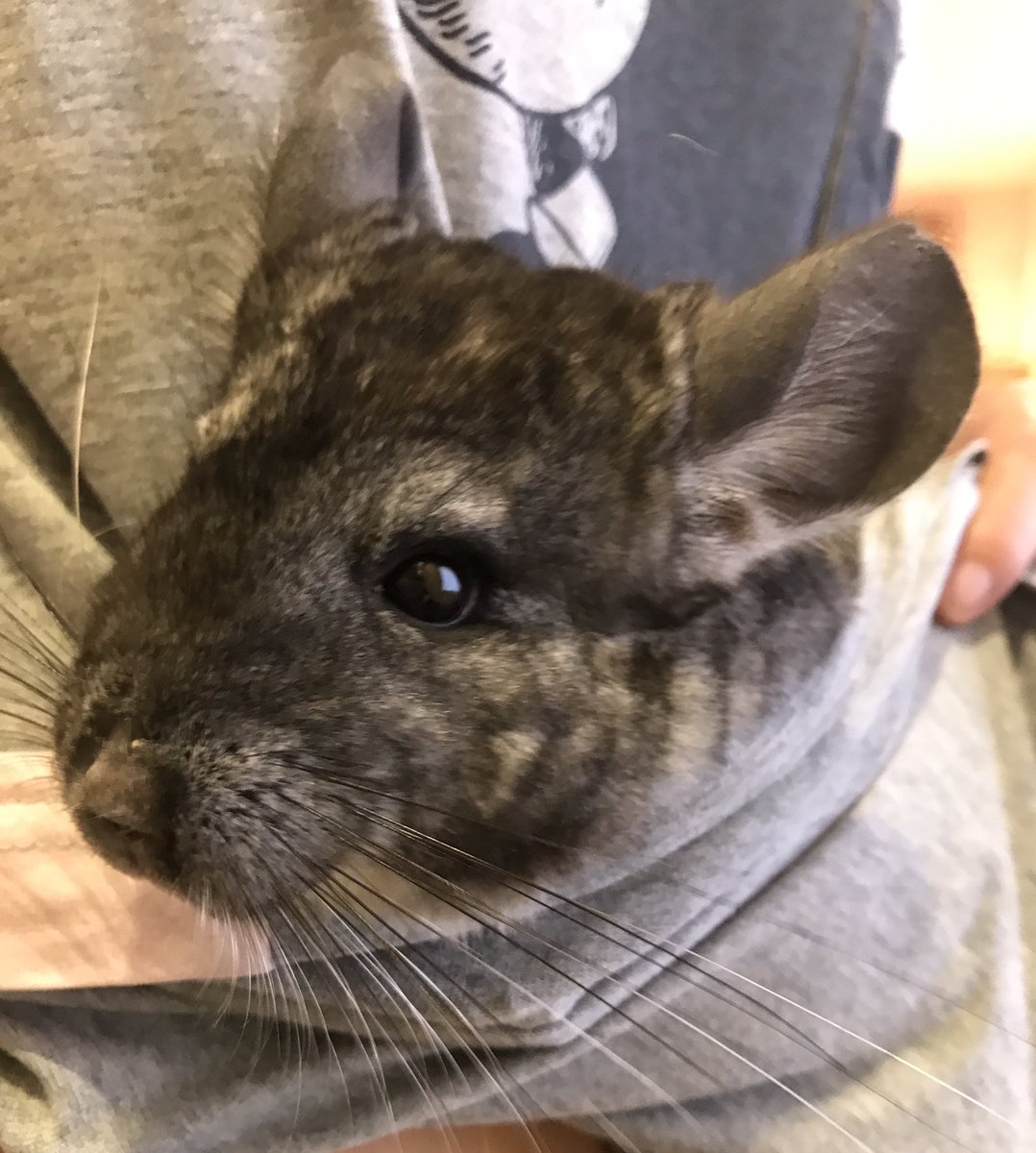 さくらぶばーど芦屋 F0n6z3xpiwe2lzn Twitter