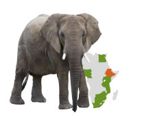 World Elephant Day - 12 August: Support those working to stop the illegal poaching and trade of elephant ivory and to protect wild elephant habitat, and provide alternative habitats for domestic elephants to live freely. Pledge your support: worldelephantday.org/about/our-story