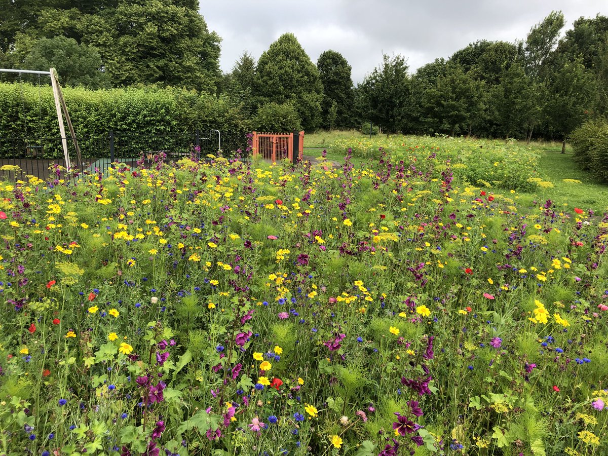 These pollinator borders were sown by local residents in April, with the support of ⁦@MeadowInGarden⁩ and ⁦<a href="/DevizesTC/">Devizes Town Council</a>⁩ - contact us for free advice 🙂