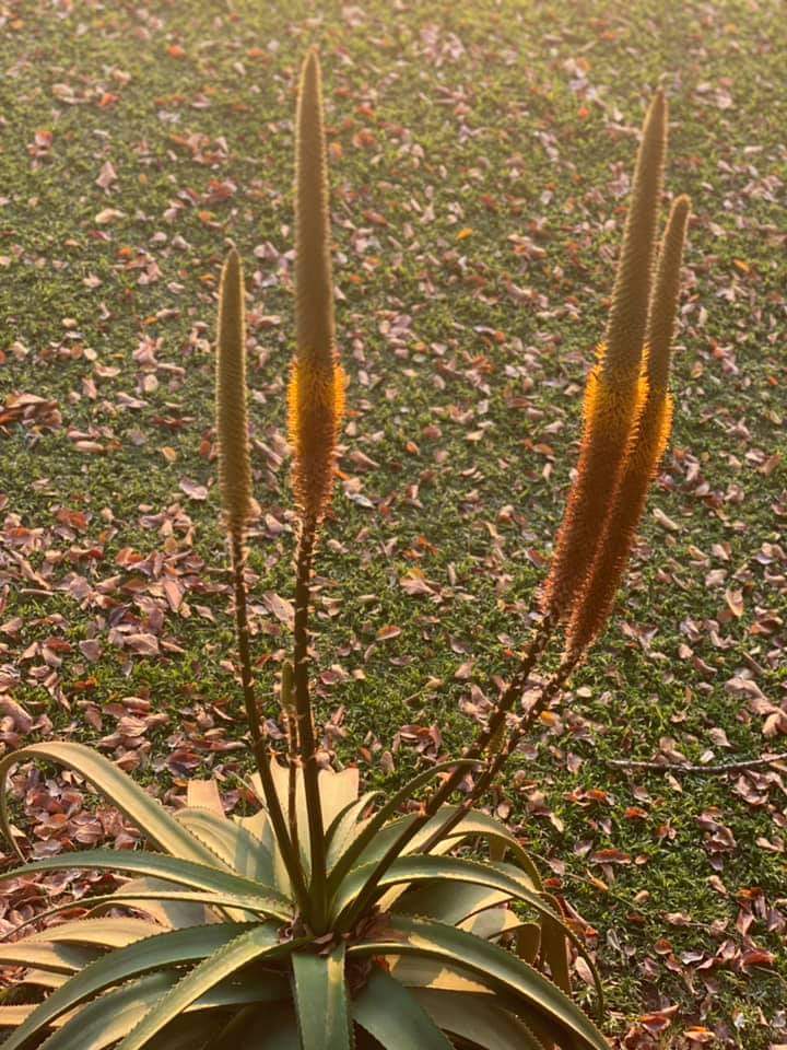 Talking_Turf's tweet image. A great week of landscape training 🎉🇿🇦
Time to split, prune, fertilize &amp;amp; prep for the season ahead 
#spekboom is incredibly diverse and sustainable choice 
Make your flower bed maintenance simple this year with the help of #Fusilade &amp;amp; #PennantMagnum