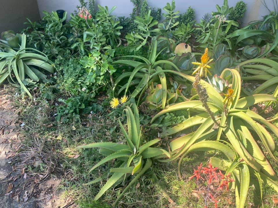 Talking_Turf's tweet image. A great week of landscape training 🎉🇿🇦
Time to split, prune, fertilize &amp;amp; prep for the season ahead 
#spekboom is incredibly diverse and sustainable choice 
Make your flower bed maintenance simple this year with the help of #Fusilade &amp;amp; #PennantMagnum