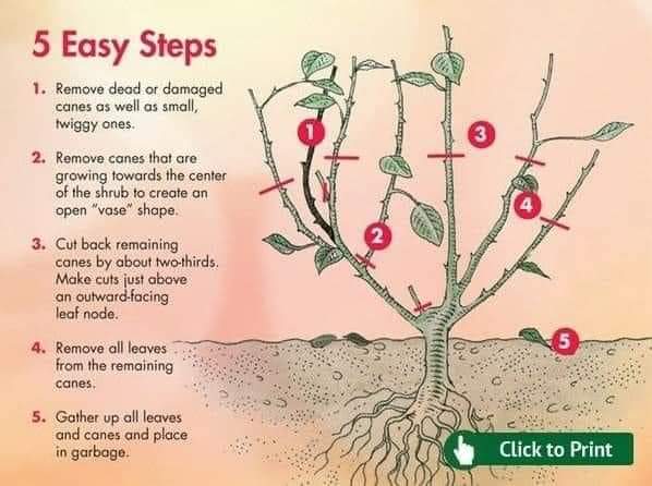 Talking_Turf's tweet image. A great week of landscape training 🎉🇿🇦
Time to split, prune, fertilize &amp;amp; prep for the season ahead 
#spekboom is incredibly diverse and sustainable choice 
Make your flower bed maintenance simple this year with the help of #Fusilade &amp;amp; #PennantMagnum