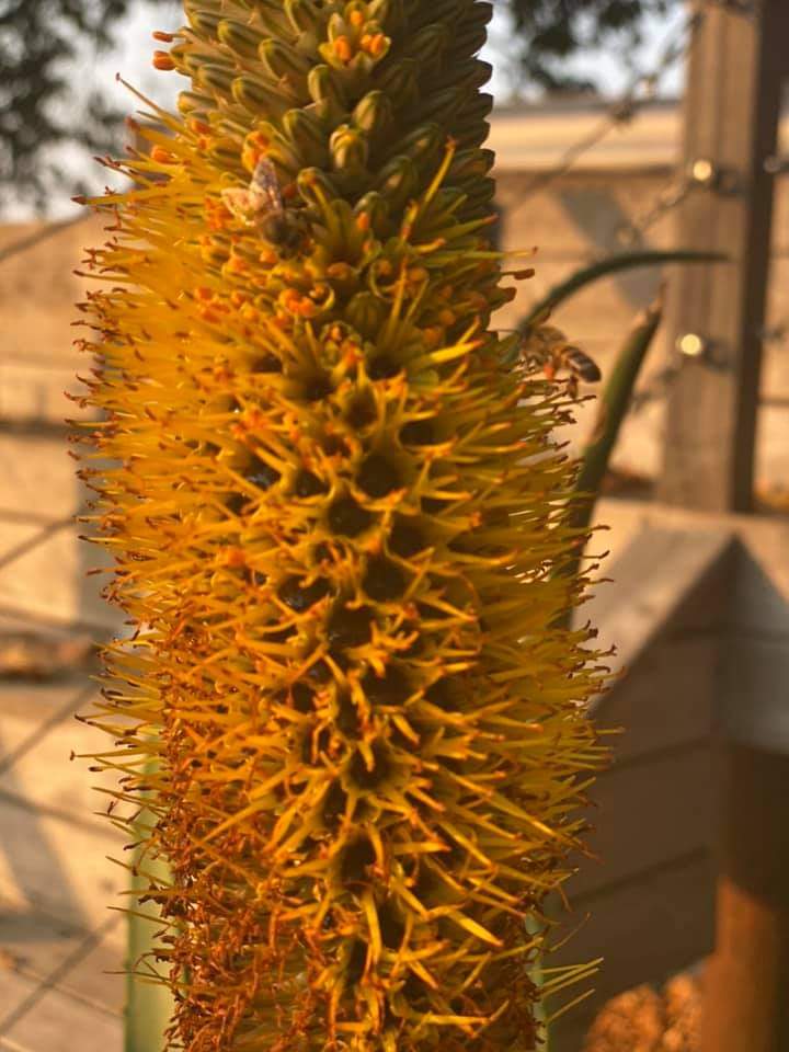 Talking_Turf's tweet image. A great week of landscape training 🎉🇿🇦
Time to split, prune, fertilize &amp;amp; prep for the season ahead 
#spekboom is incredibly diverse and sustainable choice 
Make your flower bed maintenance simple this year with the help of #Fusilade &amp;amp; #PennantMagnum