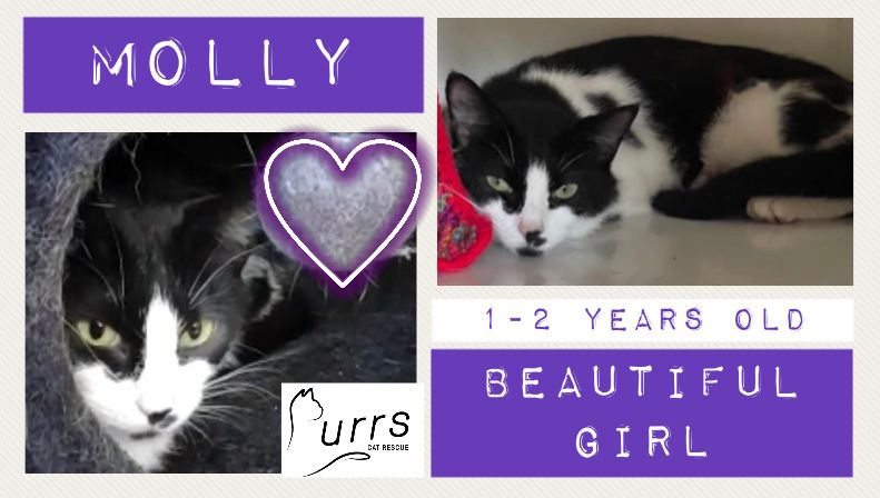 Dear little Molly is still patiently waiting for her forever home. Our volunteers have said how much she is coming out of her shell. It would be lovely to see her in a home 💕 All she needs is time and love. If you are able to give her that please complete an application form.