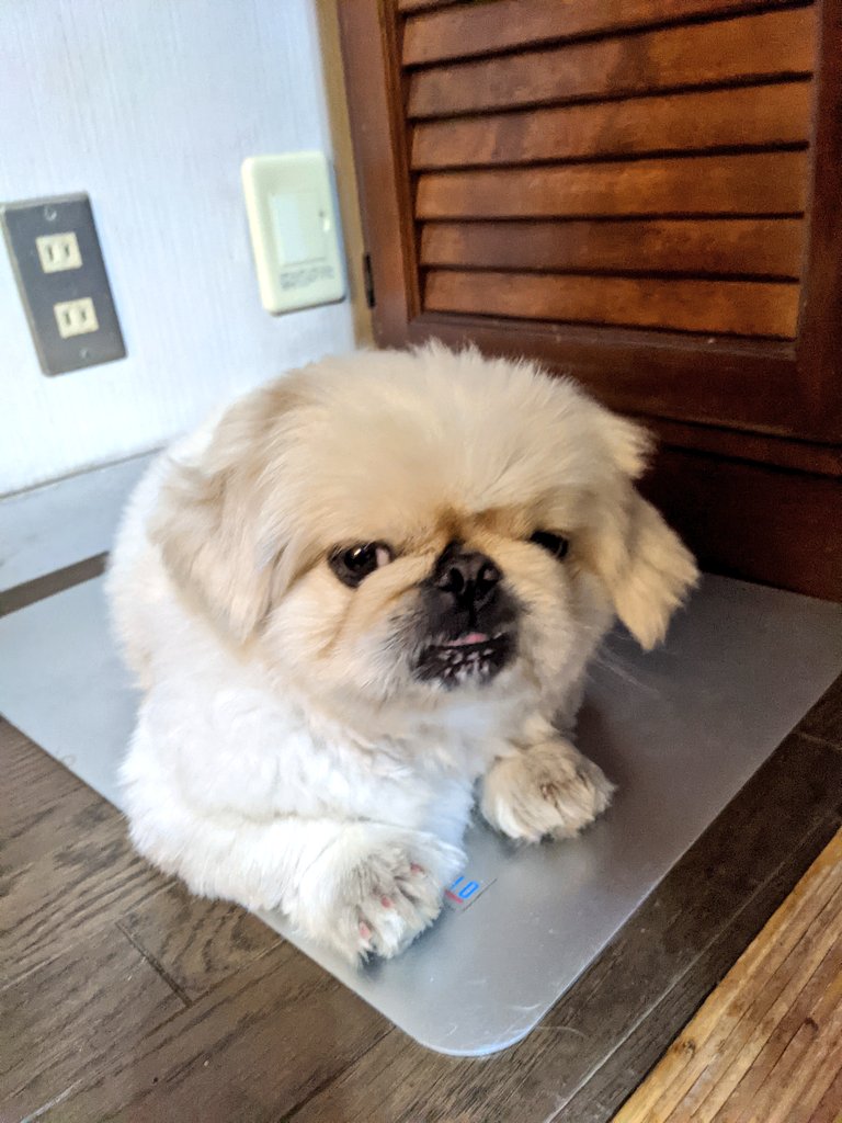 miraclechun's tweet photo. チラリズム。
#ペキニーズ #犬のいる生活 #犬好きさんと繋がりたい #チラリズム https://t.co/ncqIFvAOgf