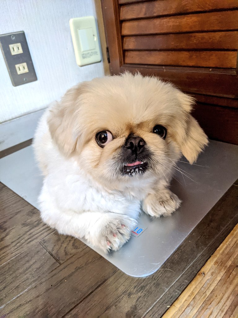 miraclechun's tweet photo. チラリズム。
#ペキニーズ #犬のいる生活 #犬好きさんと繋がりたい #チラリズム https://t.co/ncqIFvAOgf