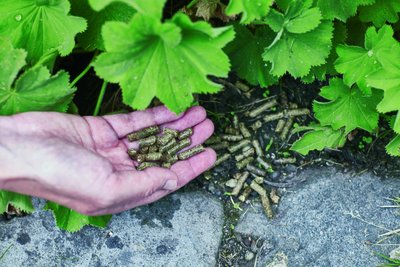 MENDELUcz's tweet photo. Co to je?
#Pelety - ty zná přece každý. Slouží jako forma #biopaliva.
My je ale začínáme využívat i v #zemědělství při kompostování. Oproti klasickému hnojivu jsou totiž stabilnější a lépe se přepravují. https://t.co/9hWp0h0e6d https://t.co/gNB5EBAhtp
