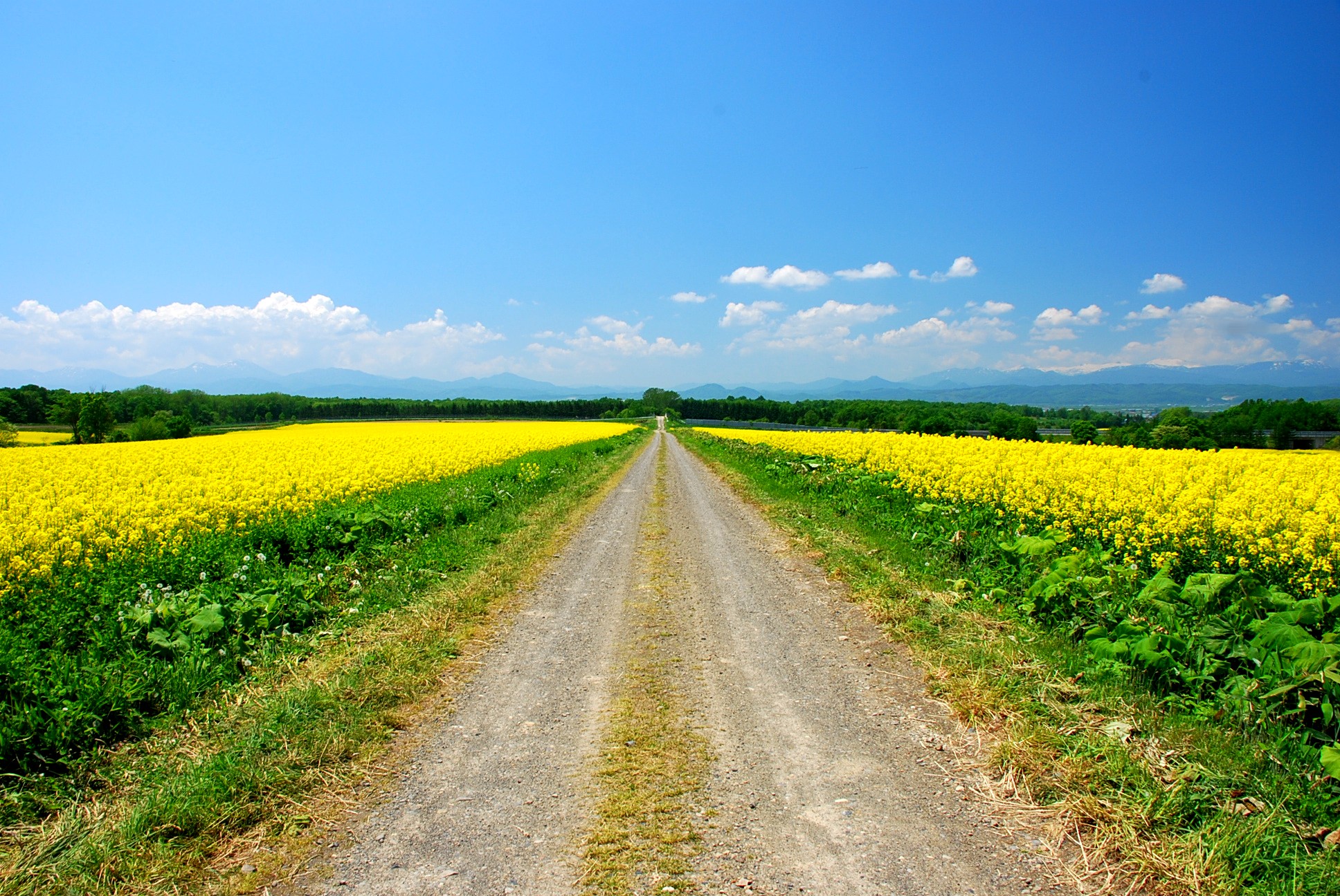 ふうらい 滝川市江部乙町の菜の花畑 幸せの黄色い丘 青空 北海道の夏 江部乙 菜の花 T Co Hozgk2gyyi Twitter
