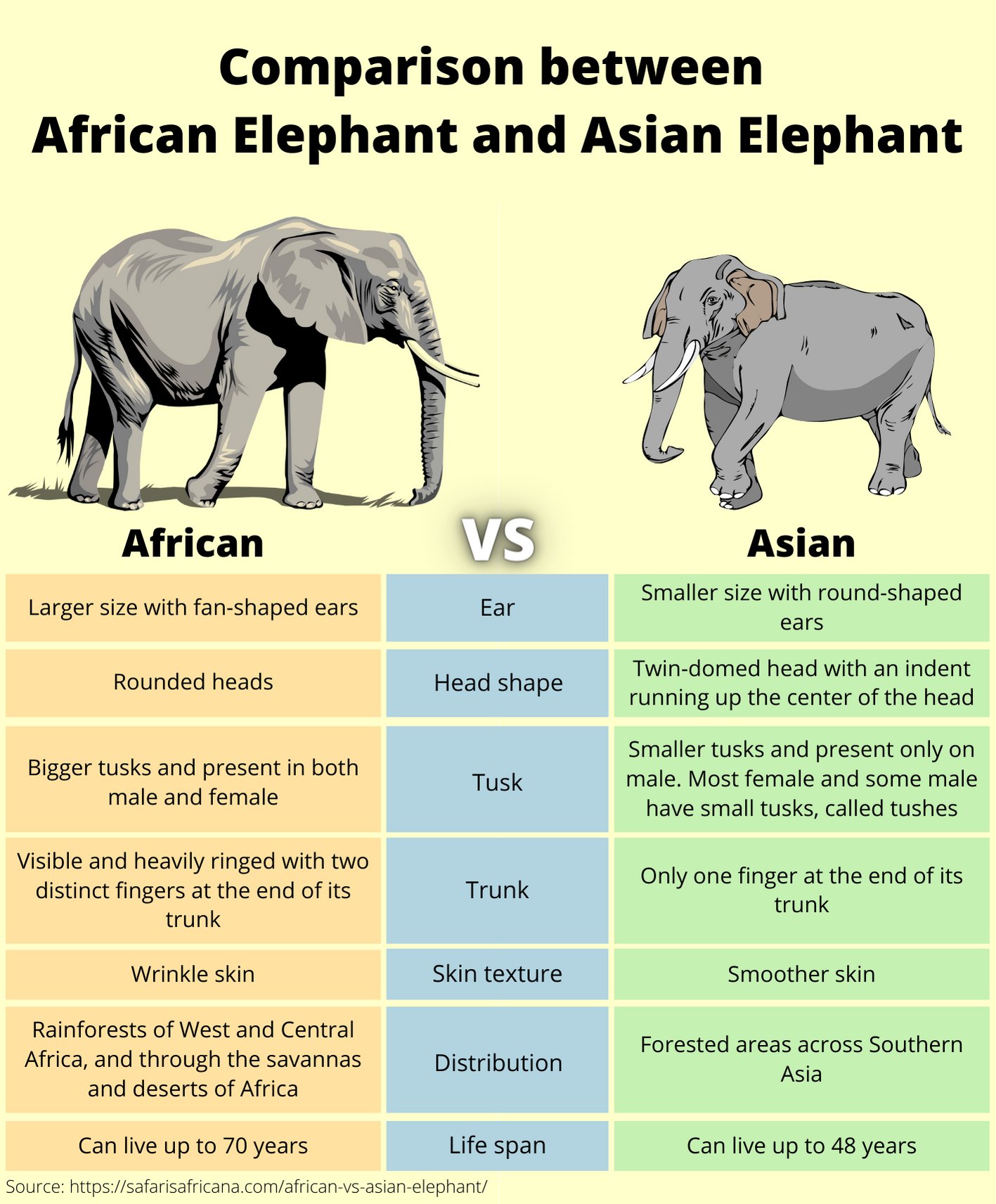 What Are The Differences Between African And Asian Elephants Lorecentral Hot Sex Picture