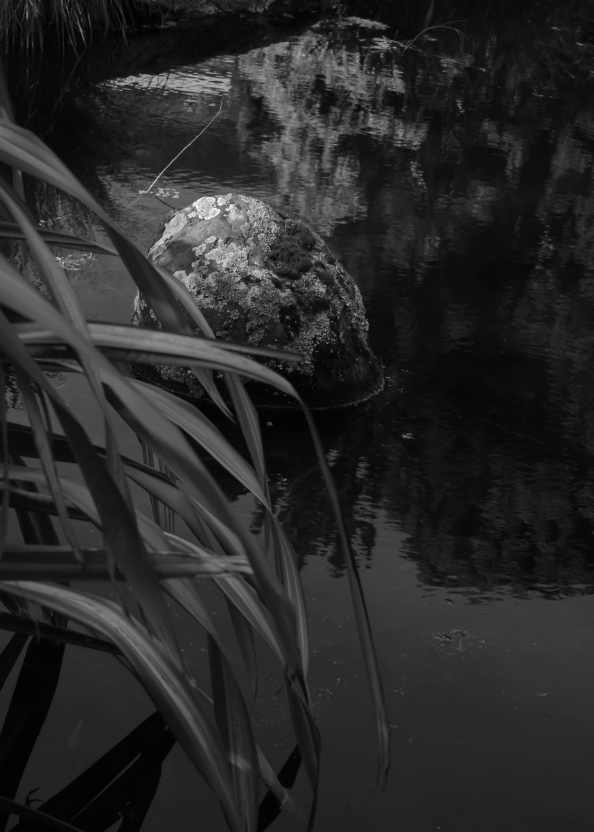 FooteOrion's tweet photo. On My Watch #photography #bnw #bnwphotography #blackandwhite #blackandwhitephotography #gardens #naturalworld #japanese #japanesegarden #monochrome #water #rocks #pond #nature #NaturePhotography #minimalist #minimalism #reflections #flax #art #artphotography #highcontrast https://t.co/xZu4QDUzec