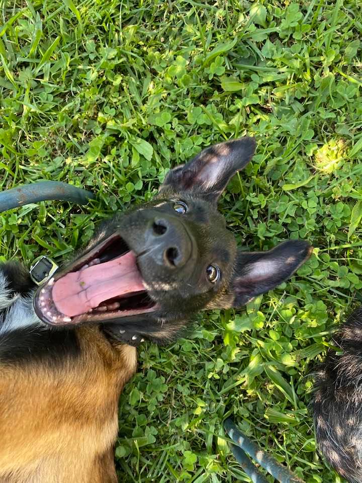 SolveRecruit's tweet photo. Office dog "Brax" our Belgian Malinois puppy, is a real morning person... He's just been told that we need to find an SEO &amp; PPC Manager for our Client today. Woo Hoo! Let's get cracking!!! https://t.co/UuVh833Dlk