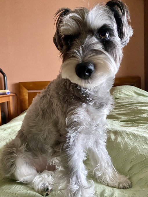 お久しぶりのチャキちゃん🐶
ハゲちゃってた患部もだいぶ目立たなくなりました😊😊

お鼻もツヤツヤ✨ 