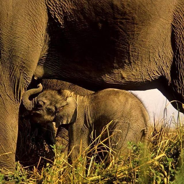 thakurdalipsing's tweet photo. #WorldElephantDay
ਸਾਚੁ ਰਿਦੈ ਸਚੁ ਪ੍ਰੇਮ ਨਿਵਾਸ ।।
One whose heart is filled with truth and true love.
Mother Elephant feeding Calf.
https://t.co/InSQuwz1Uq
https://t.co/BxvQOvl9J0 https://t.co/RZnImla1Ni