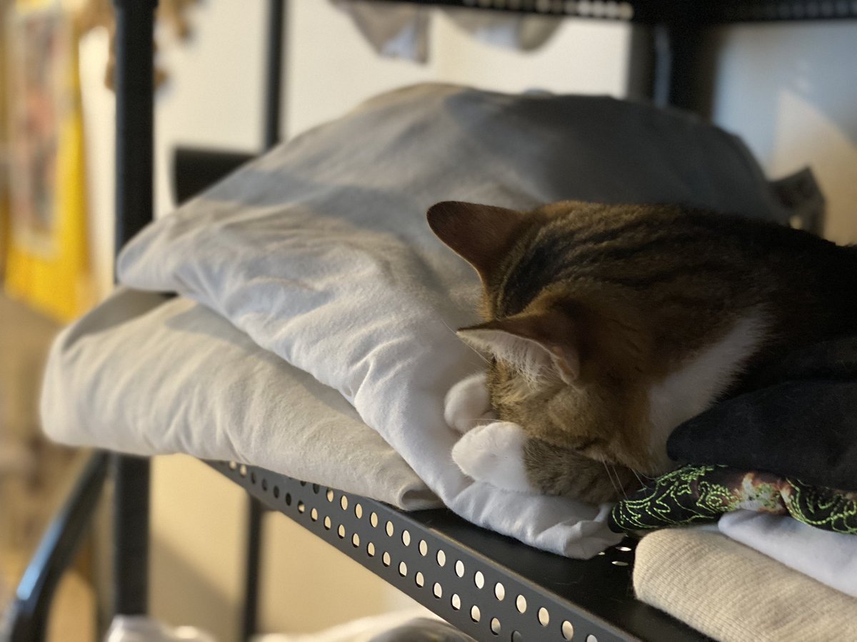 ばふぁりん tweet media