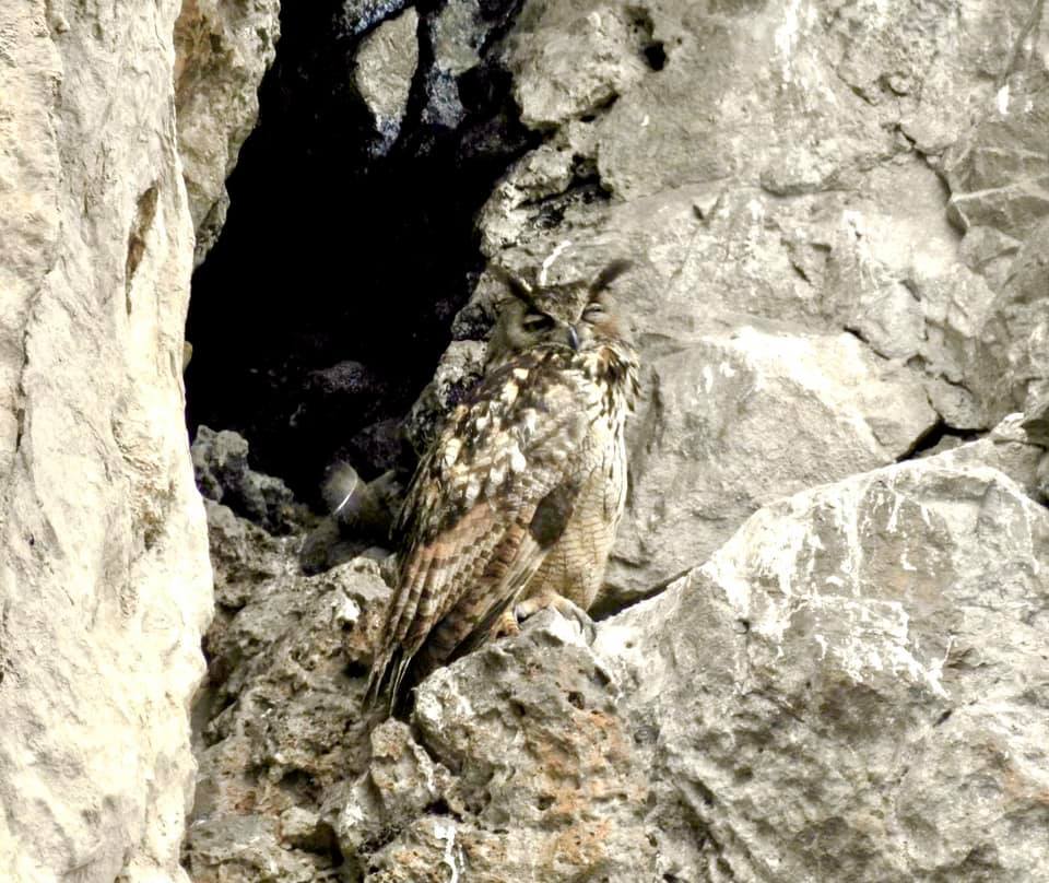 Eagle owl in #Gibraltar photo by Jason Mesilio in April this year #BirdsSeenIn2021 #owls @GibReserve @BirdingRasta @GibraltarBirds @gonhsgib @robbieaperez