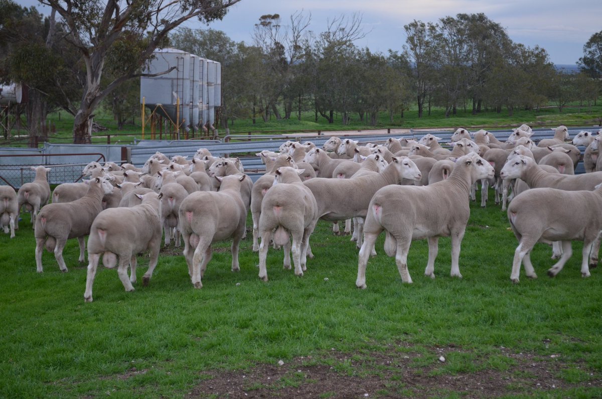Uralba White Suffolk tweet media