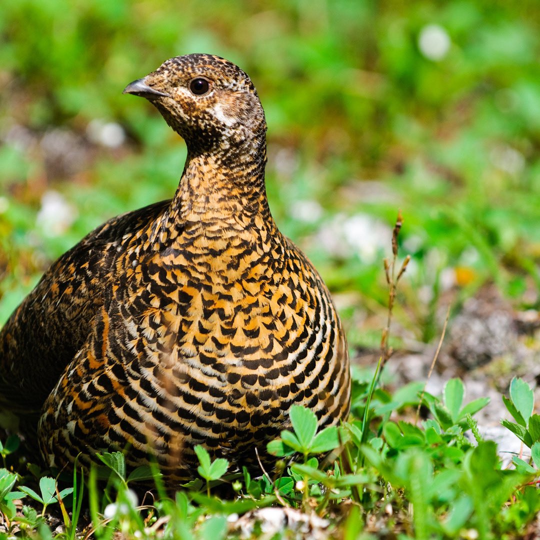 NatureCheckApp's tweet image. Happy Glorious 12th!

This can only mean one thing! The Grouse season has officially started! 
Wishing the best of luck to all the game keepers out there and hope everyone has a safe and enjoyable season ahead. 

#grouse #grouseseason #grousemoor #grousemoorland #gameseason