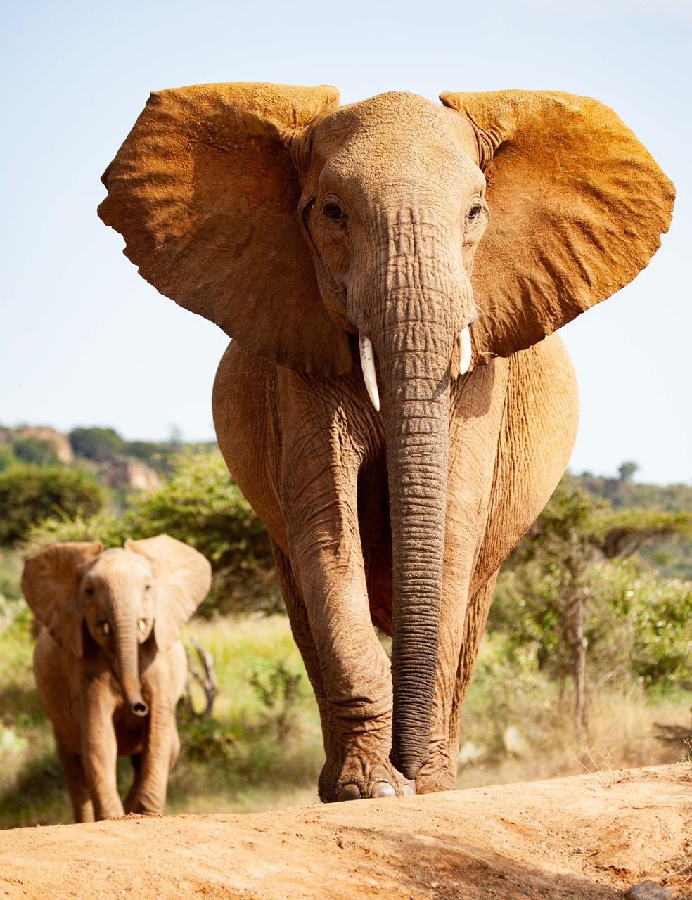 Loisaba Conservancy on Twitter: Loisaba Conservancy on Twitter: