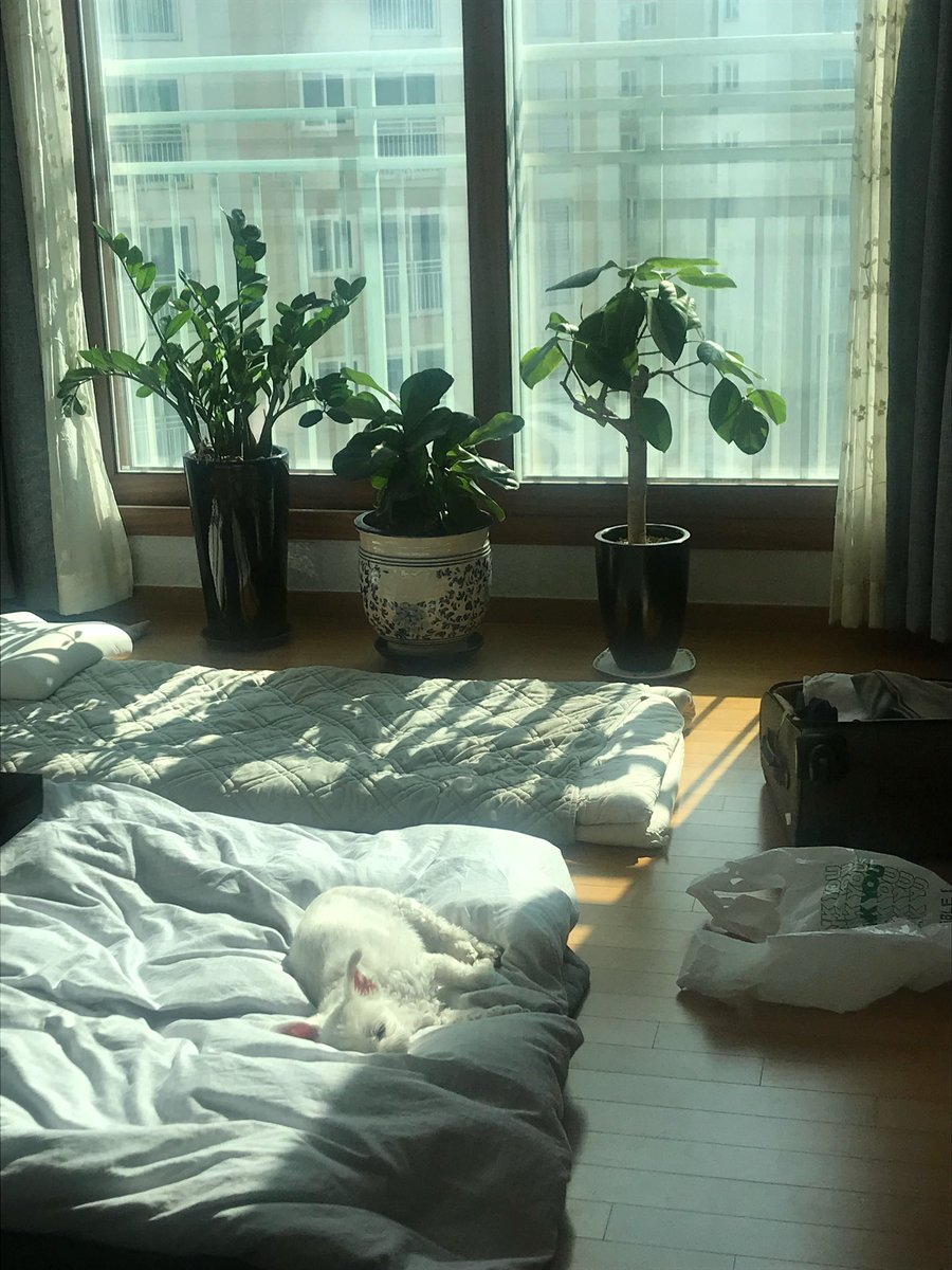 Ben the dog (@bentalking) on Twitter photo 