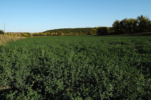 kstateextension's tweet photo. K-State researchers and extension agents will be hosting a field day Aug. 24 to share information on how to use cover crops to improve soil health and protect water quality. https://t.co/2LwtWJxP5E #KSRE https://t.co/EyG9Sebwk9